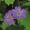 geranium-nodosum